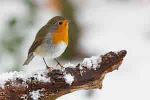 Free photo bird on snowy branch