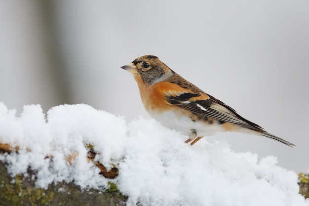 Free Photo bird in a snowy tree branch