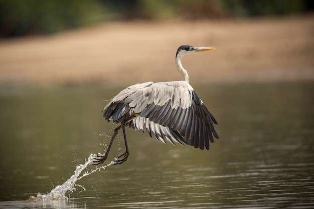 Free photo bird of south america in the nature habitat