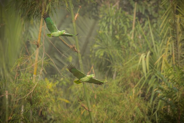 bird of south america in the nature habitat 