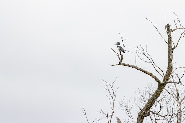 Free Photo bird standing on a tree branch under a cloudy sky