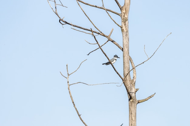 Free photo bird standing on the tree branch with  a blue sky in the background