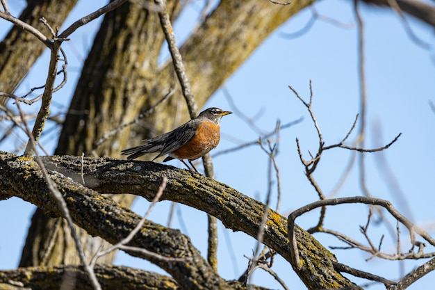 Bird standing on a tree branch