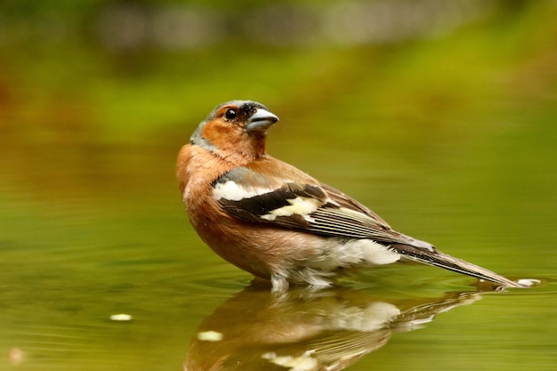 Bird in the water