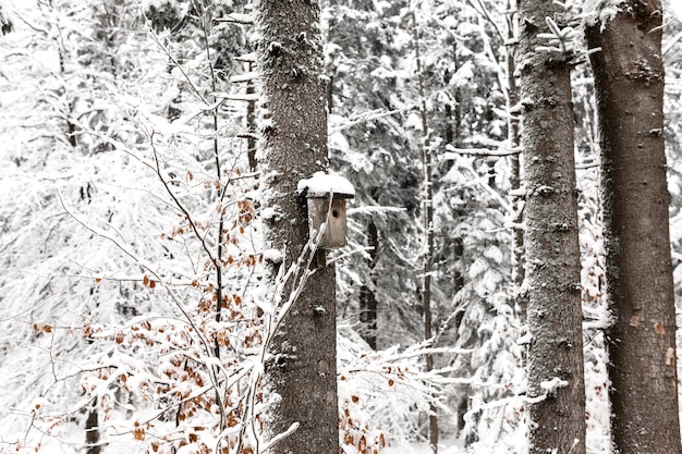 Free photo birdhouse on snowy tree