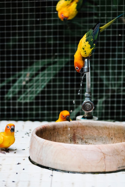 Free photo birds drinking water from a fountain