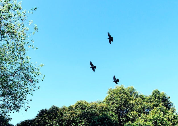 Free Photo birds flying in the blue sky