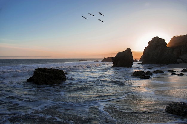 Free Photo birds flying over the ocean shore during a breathtaking sunset