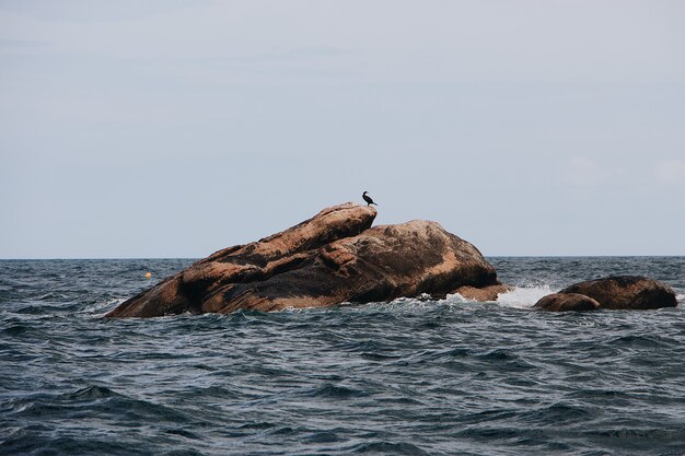 Birds sitting on a big stone in the sea