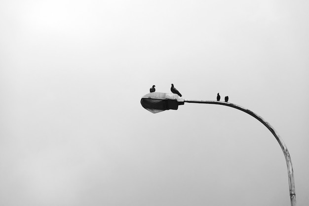 Free Photo birds sitting on a lamp post