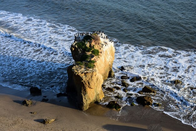 Birds standing on a rock at the seashore on a beautiful day