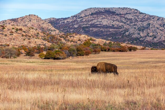 Bison on the range at the Wichita mountains wildlife refuge, located in southwestern Oklahoma