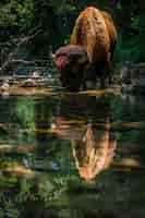 Free photo bison in the wild on a sunny day