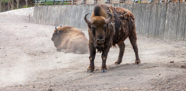 Bison with peeling hair on the background of the earth