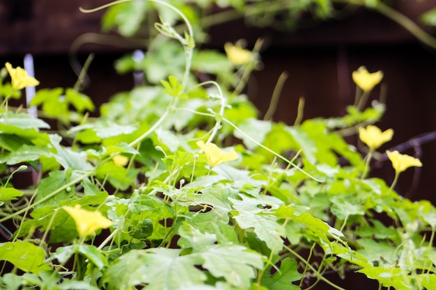 Bitter gourd plant climbing on trellis