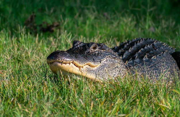 Free Photo black american alligator crawling on the grass under sunlight with a blurry background