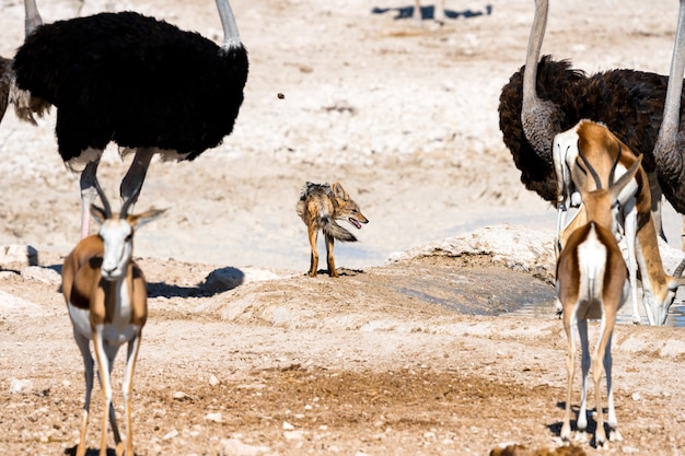 Free photo black-backed jackal looking some prey at waterhole, okaukuejo, etosha national park, namibia