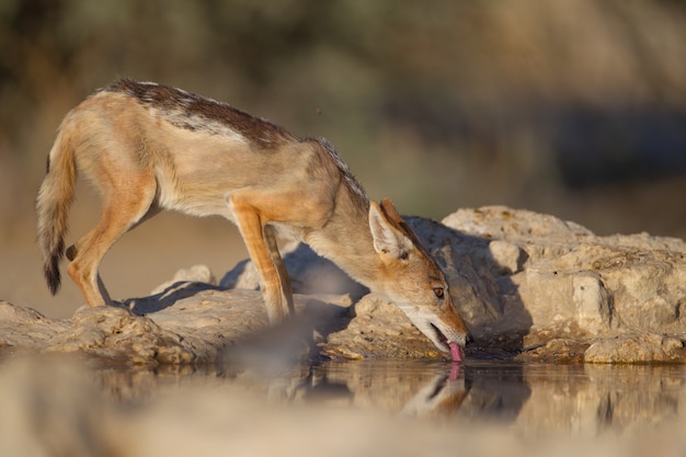 Free photo black-backed sand fox drinking water from a small pond by the rocks