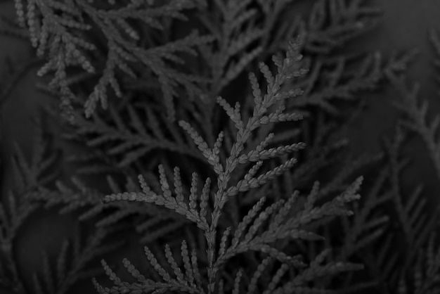 Black background with leaves and vegetation texture