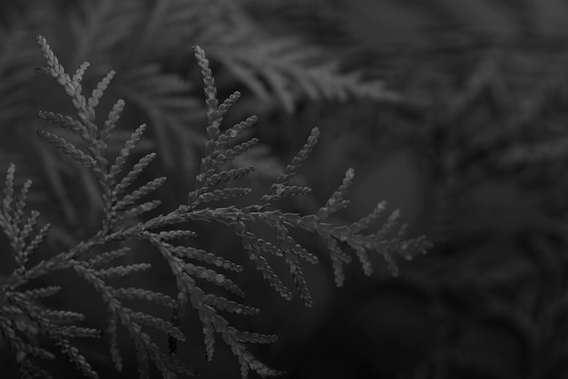 Black background with leaves and vegetation texture