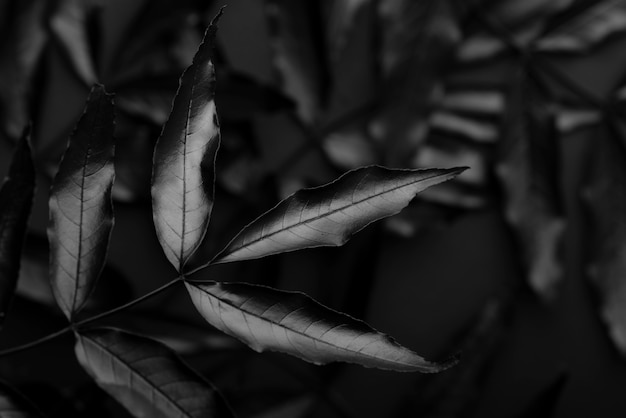 Black background with leaves and vegetation texture