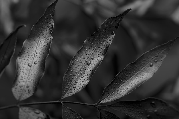 Black background with leaves and vegetation texture