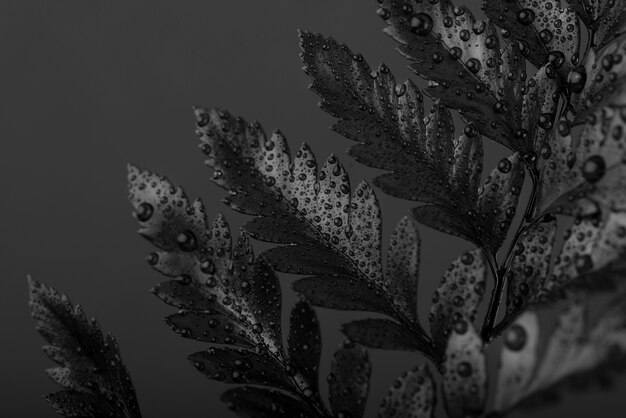 Black background with leaves and vegetation texture