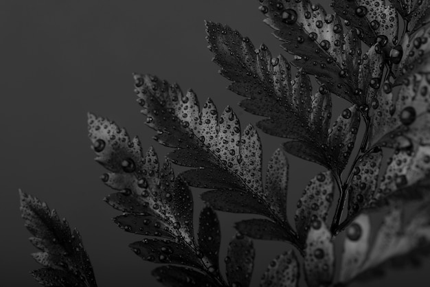 Black background with leaves and vegetation texture