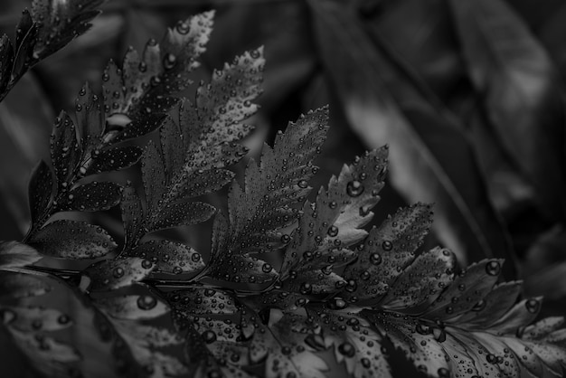 Black background with leaves and vegetation texture