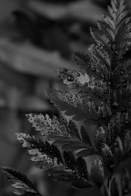 Black background with leaves and vegetation texture