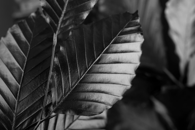 Black background with leaves and vegetation texture