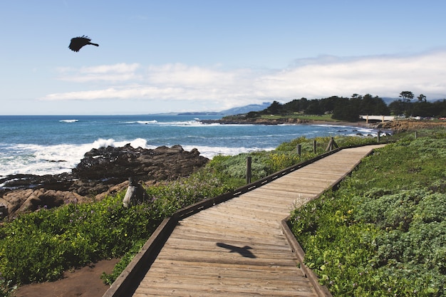 Free Photo black bird flying over the ocean near a wooden pathway during daytime