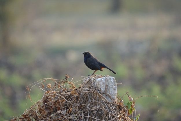 Free photo black bird on a wooden trunk