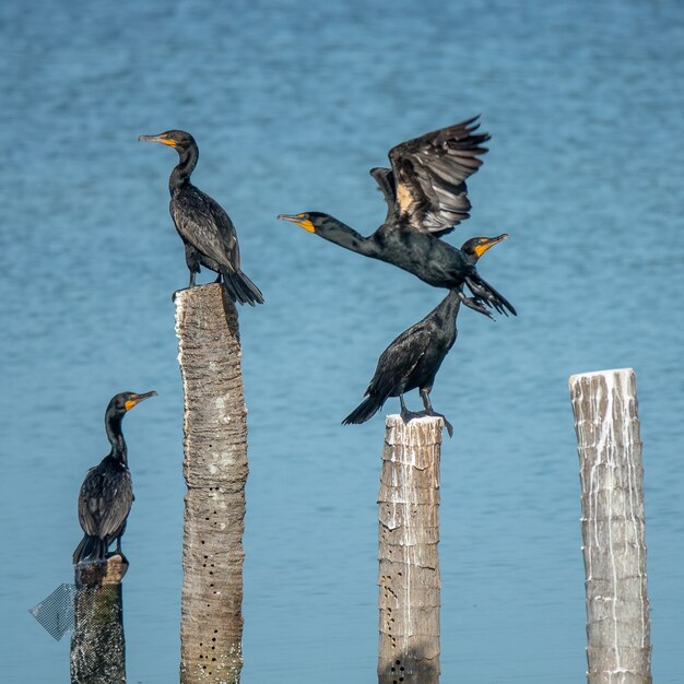 Black birds standing on cut woods put in the water during daytime