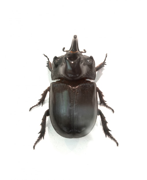 Black broad-brimmed beetle