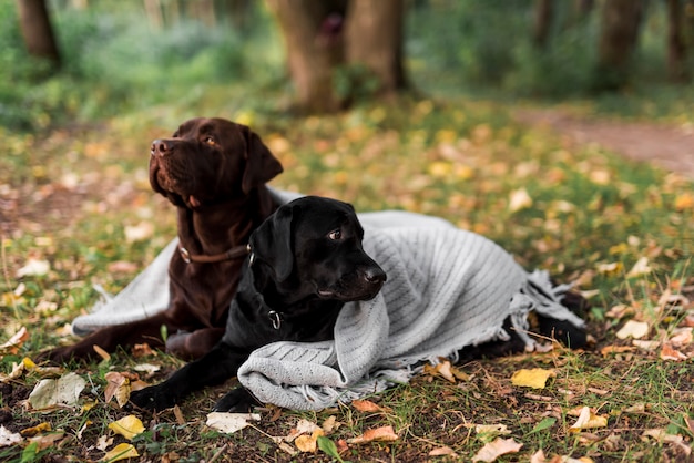 Free photo black and brown labrador lying on grass with white scarf