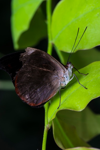 Free photo black butterfly in its natural habitat