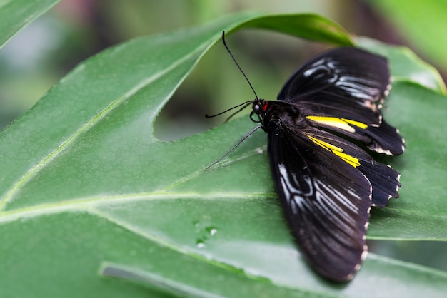 Free photo black butterfly placed on leaf