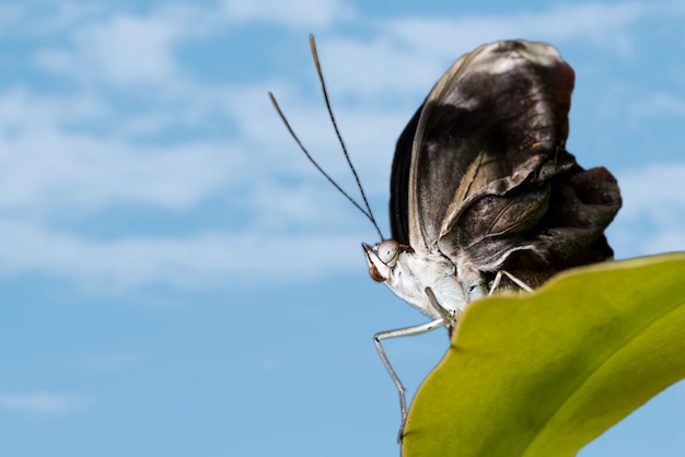 Free photo black butterfly with sky background