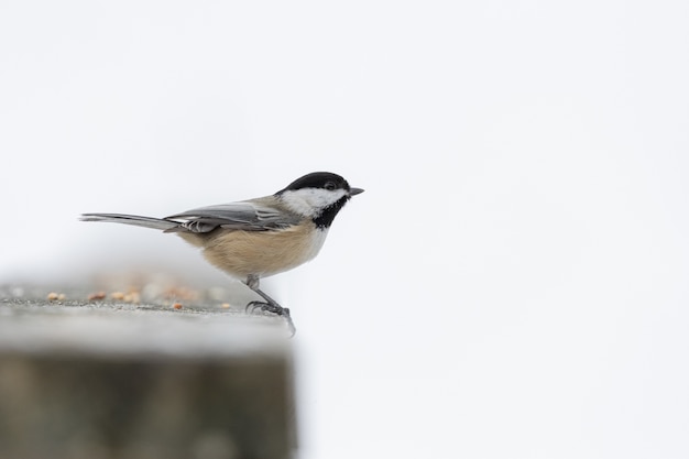 Free Photo black-capped chickadee bird