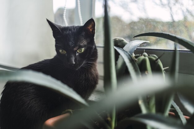 Black cat sitting next to a house plant by the window during daytime