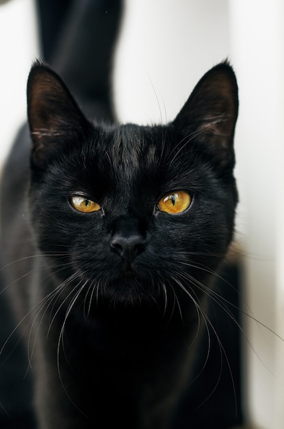 Free photo black cat with yellow eyes looking at the camera with a blurred