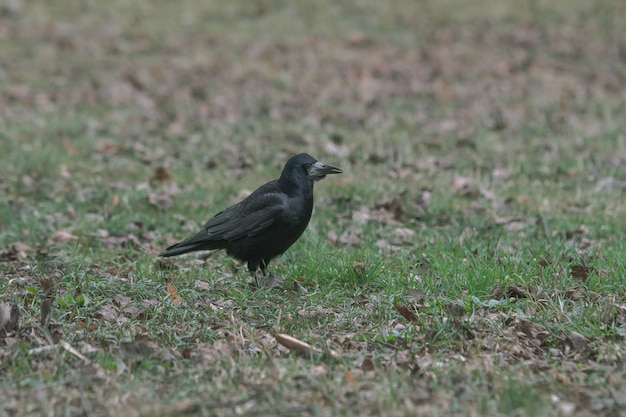 Black crow standing on the ground full of grass and leaves