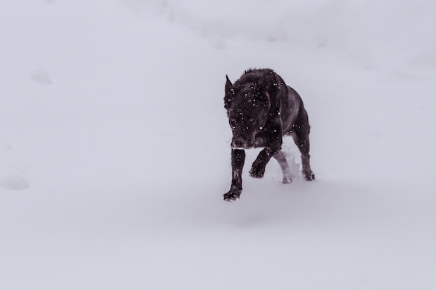 Free photo black dog covered with snowflakes a furiously running in a snowy area