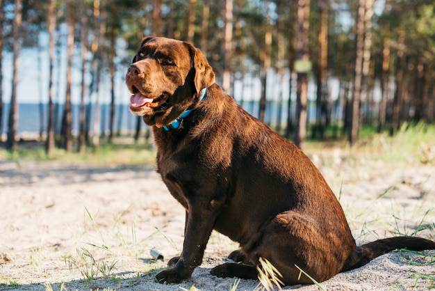 Free photo black dog having fun at the beach