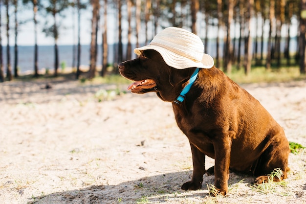 Free Photo black dog having fun at the beach