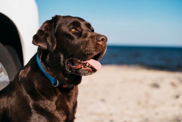 Black dog having fun at the beach