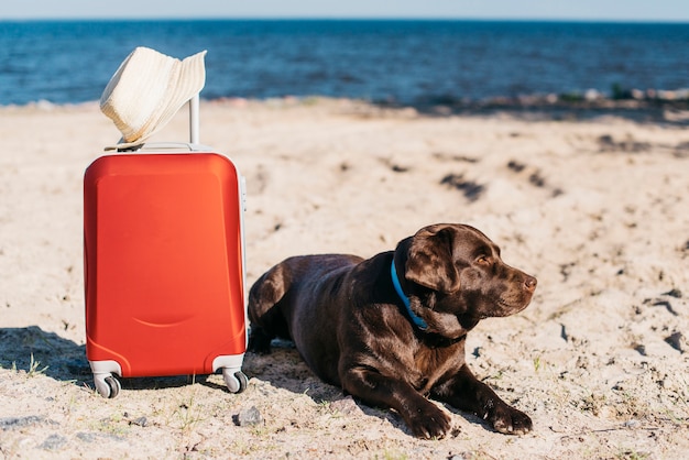 Free photo black dog having fun at the beach