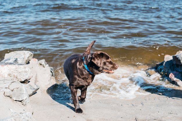 Free Photo black dog having fun at the beach