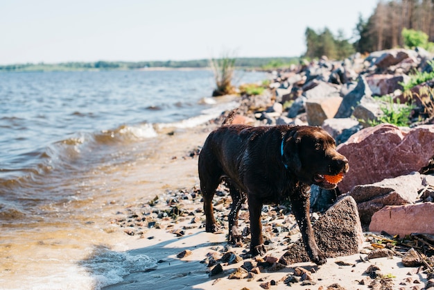 Free photo black dog having fun at the beach